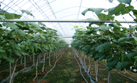 옥천포도밭 전경